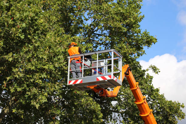 How Our Tree Care Process Works  in  Ardsley, NY