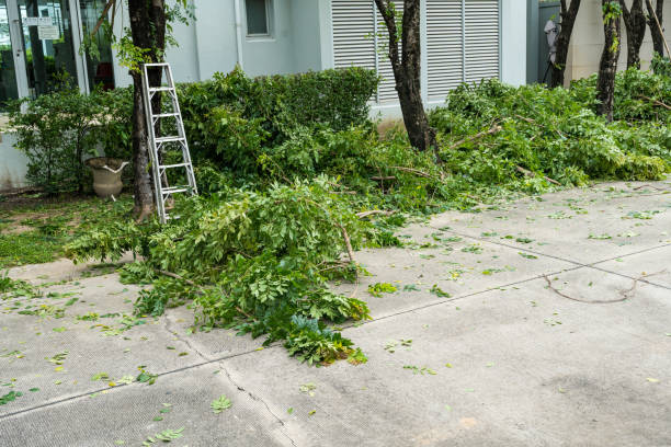 Best Lawn Disease Treatment  in Ardsley, NY