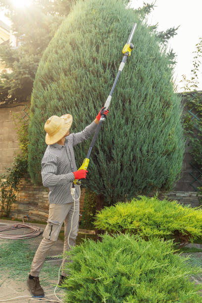 Tree and Shrub Care in Ardsley, NY